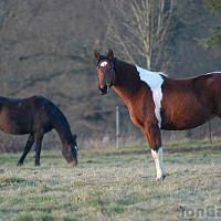 astro49 - homme bisexuel de 59 ans