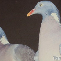 fifibelle - homme bisexuel de 67 ans