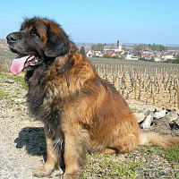 philo-du-41400 - homme bisexuel de 62 ans