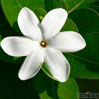 thierryfenua - homme bisexuel de 59 ans