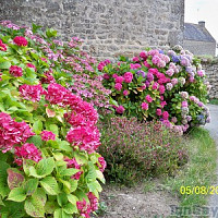 monet - gay de 81 ans