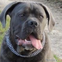 niico29 - gay de 33 ans