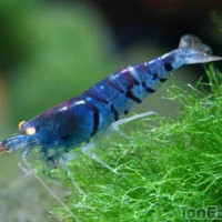 super-crevette-bleue - femme bisexuelle de 32 ans