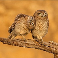 ortty26 - gay de 64 ans