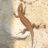 gwendy2 - femme bisexuelle de 43 ans