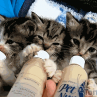 pilier - homme bisexuel de 72 ans