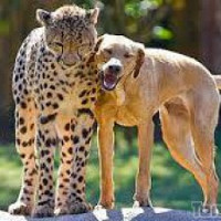 burdy84 - lesbienne de 63 ans