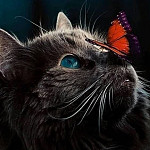 craig_lyner