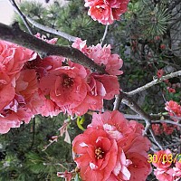 petitmimi3 - homme bisexuel de 67 ans