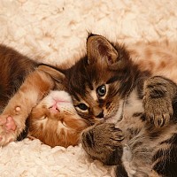 insolidum - gay de 37 ans