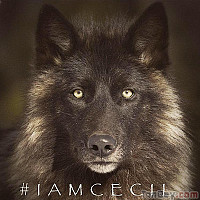 petitloup63 - gay de 62 ans