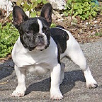 luca83550 - homme bisexuel de 66 ans