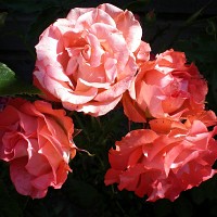 plaisir14 - femme bisexuelle de 67 ans