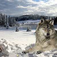 yeuse - homme bisexuel de 73 ans