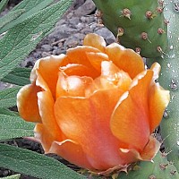 marico69 - gay de 53 ans