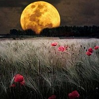 bihet37100 - homme bisexuel de 40 ans