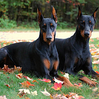 mikael2705 - homme bisexuel de 35 ans