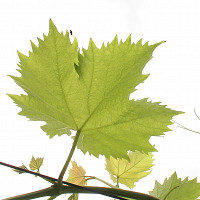 sommegay - homme bisexuel de 58 ans