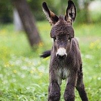 gniba - gay de 55 ans