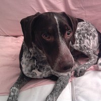 cartouche66 - gay de 60 ans