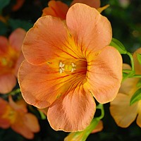 malik2017 - gay de 47 ans