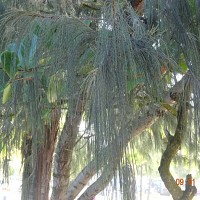 rv006 - gay de 68 ans