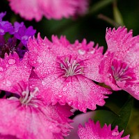 minotore24100 - homme bisexuel de 56 ans