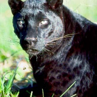 modena - lesbienne de 38 ans