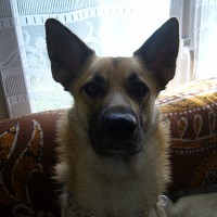 astromer - homme bisexuel de 67 ans