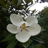 classe652c - homme bisexuel de 81 ans