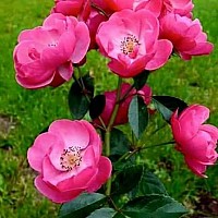 franc100 - homme bisexuel de 55 ans