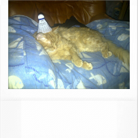 vicky8551 - homme bisexuel de 42 ans