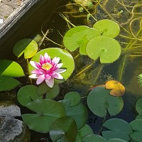 vanessa9876 - femme bisexuelle de 44 ans