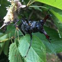 louispierresc - gay de 52 ans