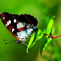 pandora62 - homme bisexuel de 32 ans