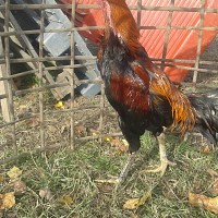 tchiky - homme bisexuel de 41 ans