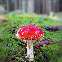 monsieurvin - homme bisexuel de 59 ans