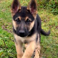 quentin53 - homme bisexuel de 25 ans