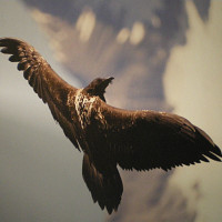 jims94 - homme bisexuel de 62 ans