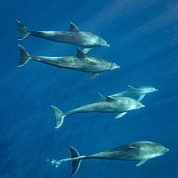 toujoursnu - homme bisexuel de 69 ans