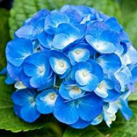 bleu66 - homme bisexuel de 69 ans