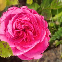 fruity - lesbienne de 41 ans