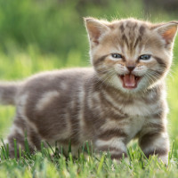 chrencontres34 - gay de 35 ans