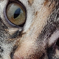 zebre10 - homme bisexuel de 39 ans