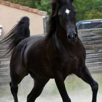 beau15 - homme bisexuel de 66 ans