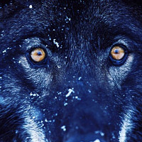 lucs31 - homme bisexuel de 60 ans