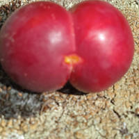 esiab12 - homme bisexuel de 81 ans