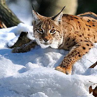 mtpzawx - gay de 33 ans