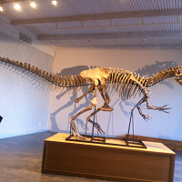 chauve-qui-peut - gay de 56 ans