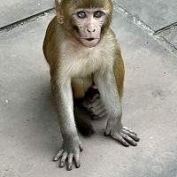 grandbrungris13 - homme bisexuel de 53 ans